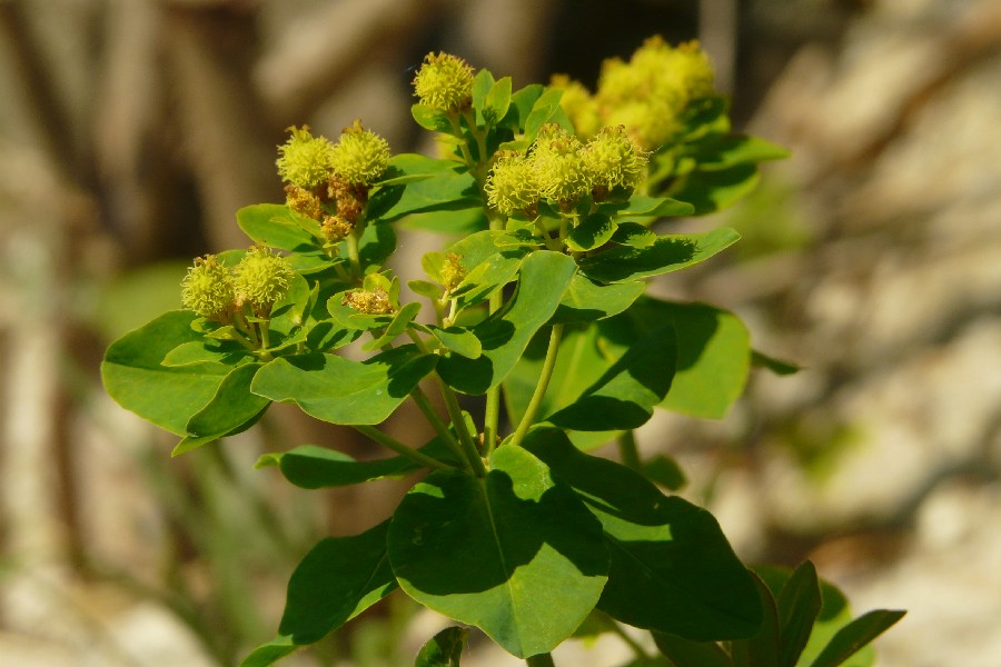 Euphorbia_polychroma Botgart_Hof 20150606 4