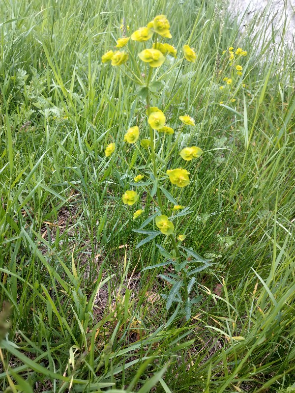 Euphorbia_esula Enchenreuth Friedhof 20190520 1 Euphorbia_esula Enchenreuth Friedhof 20190520 1