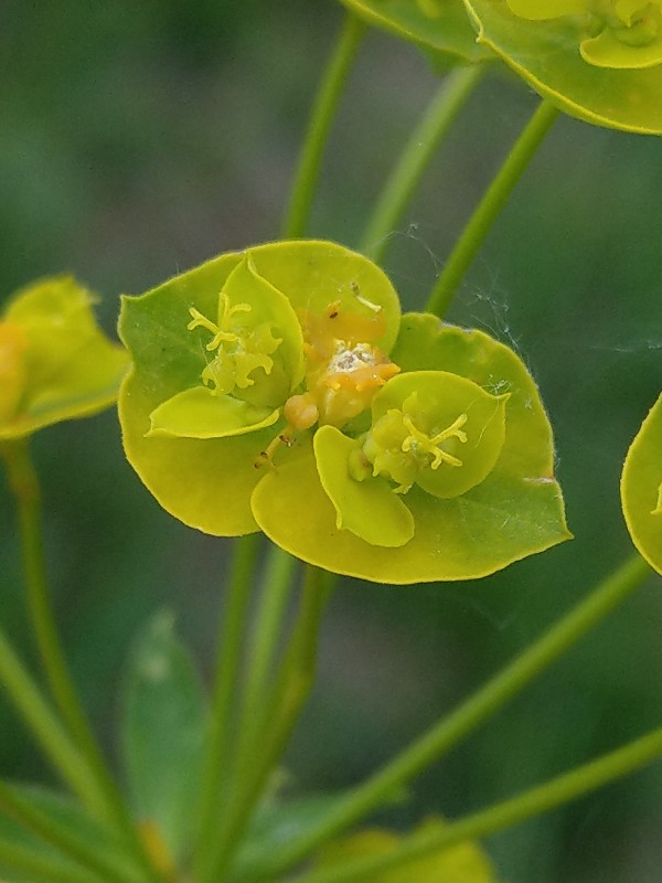 Euphorbia_esula Enchenreuth Friedhof 20190520 4 Euphorbia_esula Enchenreuth Friedhof 20190520 4