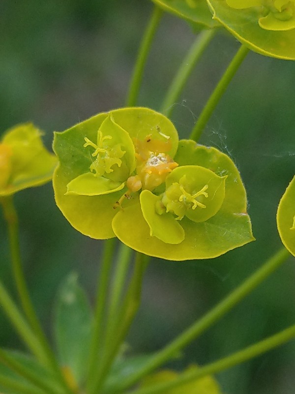 Euphorbia_esula Enchenreuth Friedhof 20190520 4