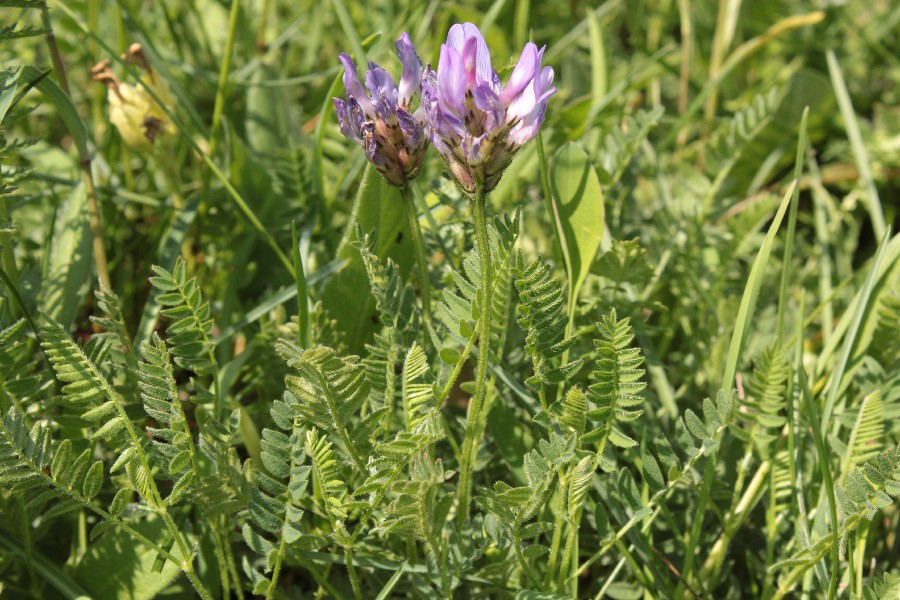 Astragalus_danicus Klsheim  20160526 1