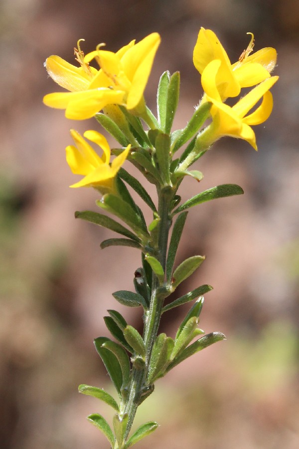 Genista_pilosa 2