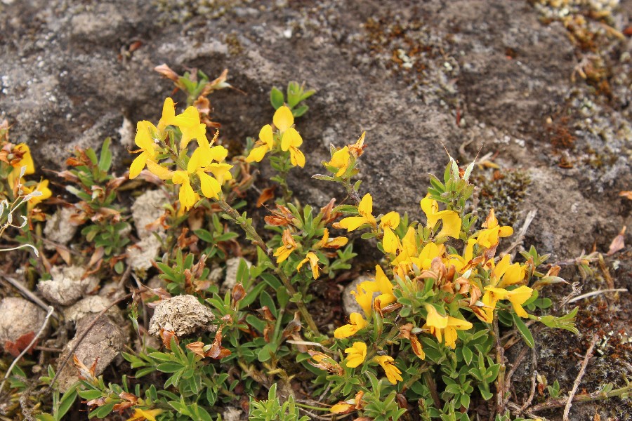 Genista_pilosa Ettringen 20170512 2