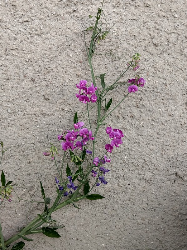 Lathyrus_latifolius Enchenreuth 20190627 2