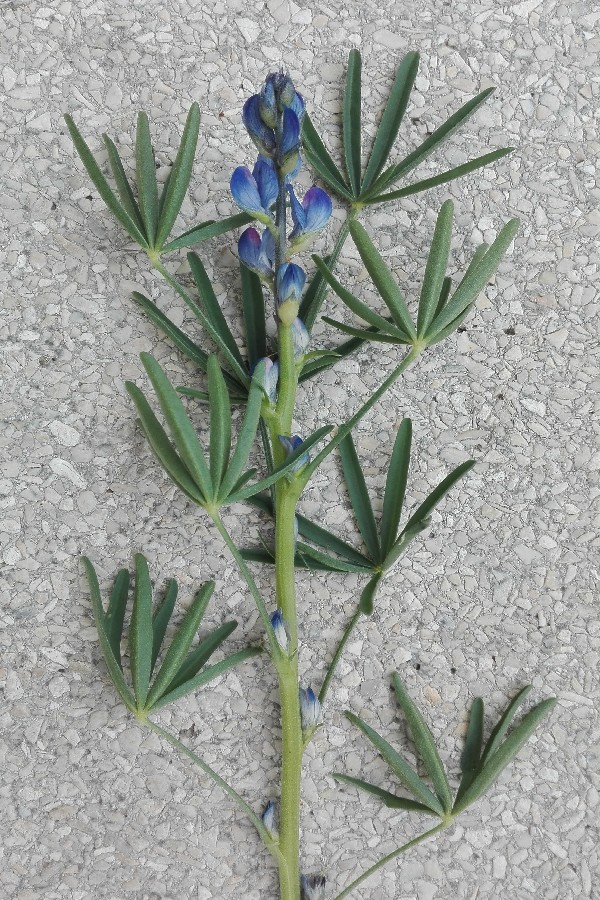 Lupinius_angustifolius Absang 20180614 2