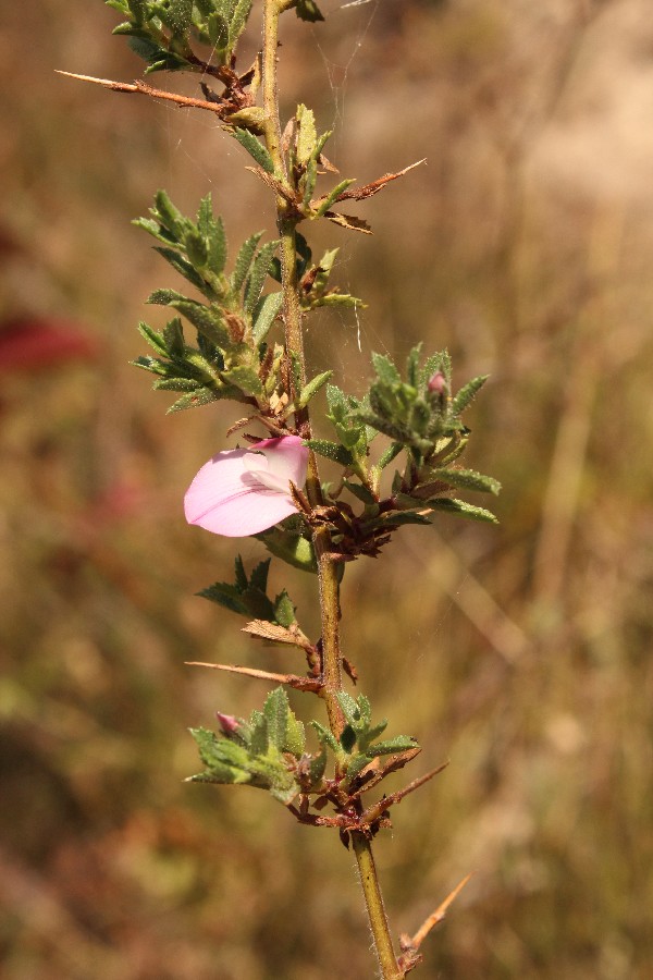 Ononis_spinosa Wipperdurchbruch 20160903 2