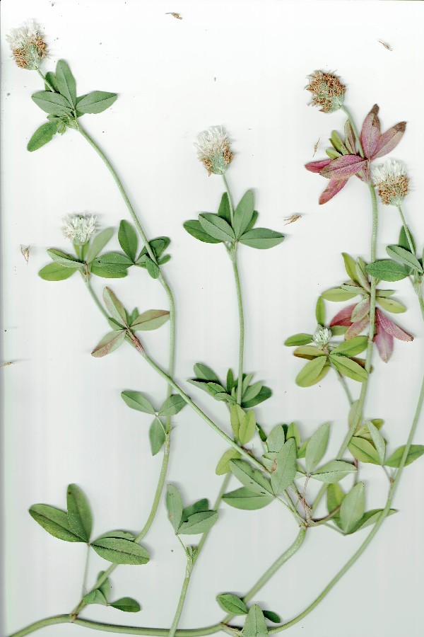 Trifolium_alexandrinum Bühlgrund 20160823 3 Trifolium_alexandrinum Bühlgrund 20160823 3