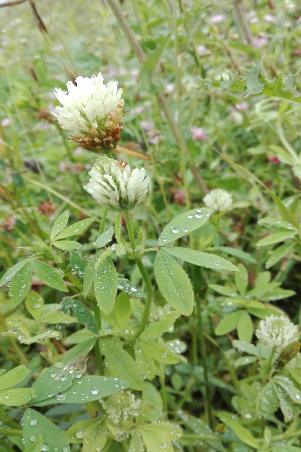 Trifolium_alexandrinum Enchenreuth 20160813 3 Trifolium_alexandrinum Enchenreuth 20160813 3