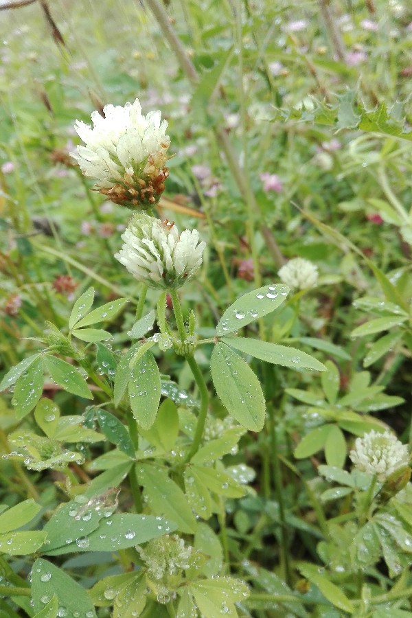 Trifolium_alexandrinum Enchenreuth 20160813 3