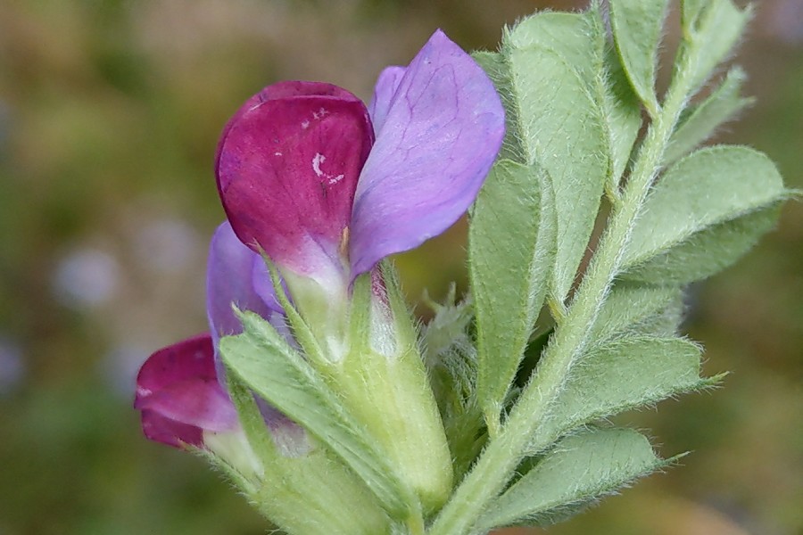 Vicia_sativa Enchenreuth 20180711 2 Vicia_sativa Enchenreuth 20180711 2