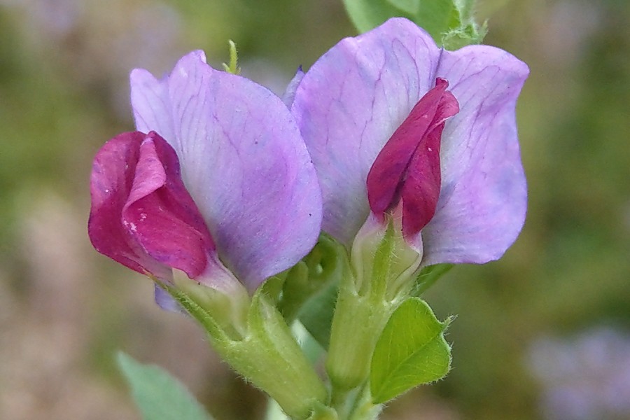 Vicia_sativa Enchenreuth 20180711 5 Vicia_sativa Enchenreuth 20180711 5