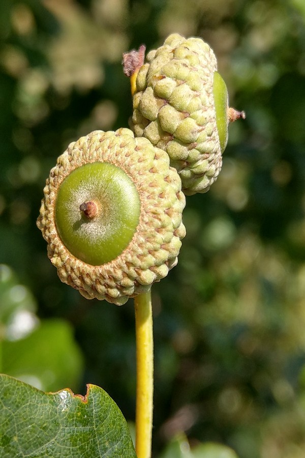 Quercus_robur Enchenreuth 20170713 4