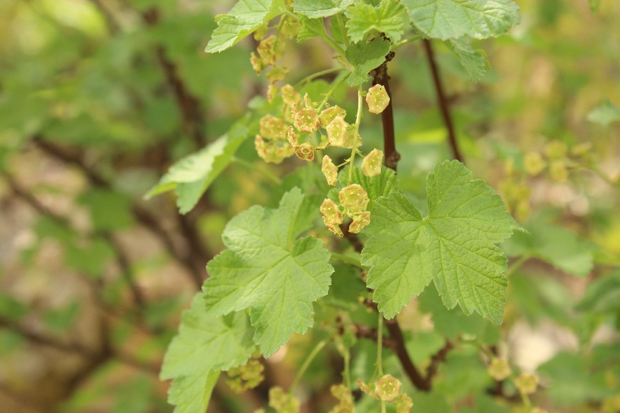 Ribes_rubrum Garten Hof 20180422 1