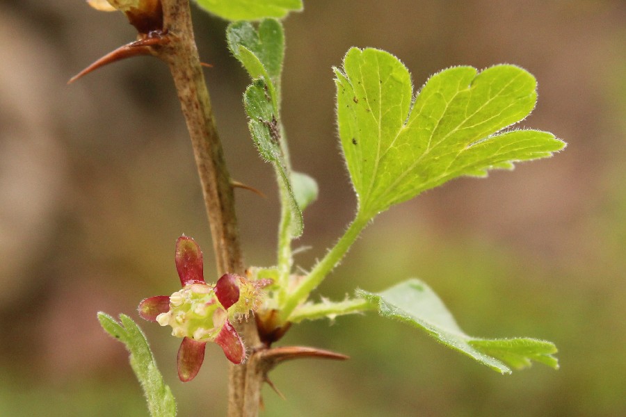 Ribes_uva-crispa Lilachtal 20160417 1 Ribes_uva-crispa Lilachtal 20160417 1