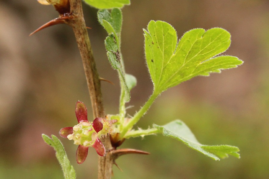 Ribes_uva-crispa Lilachtal 20160417 1