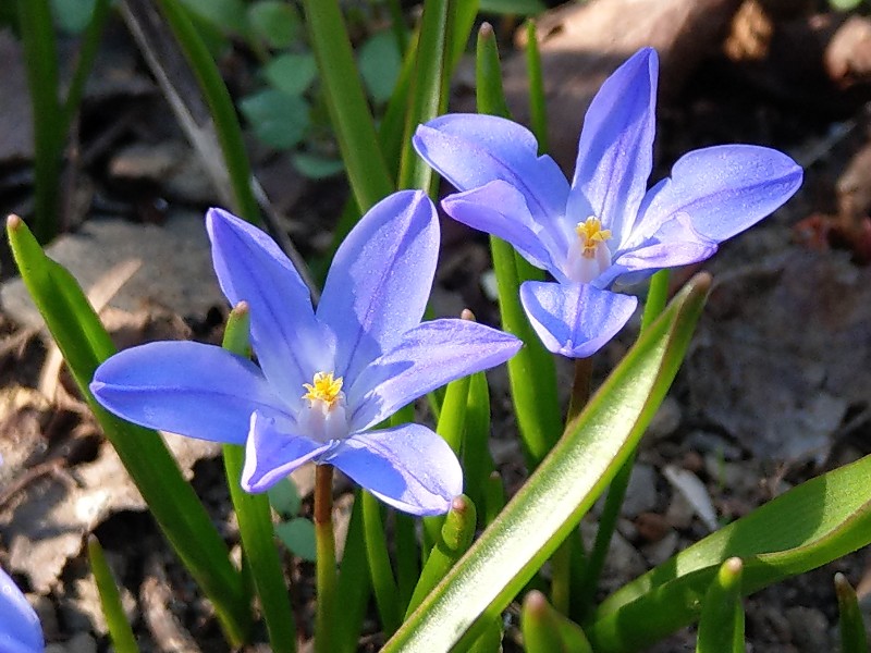 Chionodoxa luciliae Bhlgrund 20190403 4