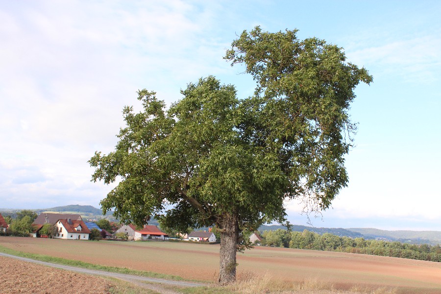 Juglans_regia Mainleus  2015095 1