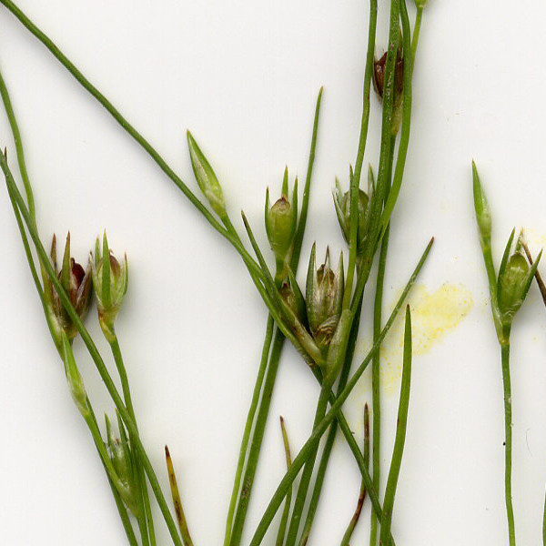 Juncus_bufonius Helmbrechts Schwarzholz 20050813 1 Juncus_bufonius Helmbrechts Schwarzholz 20050813 1