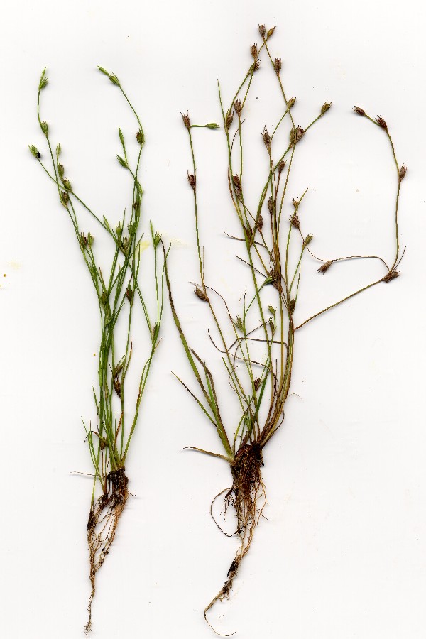 Juncus_bufonius Helmbrechts Schwarzholz 20050813 Juncus_bufonius Helmbrechts Schwarzholz 20050813