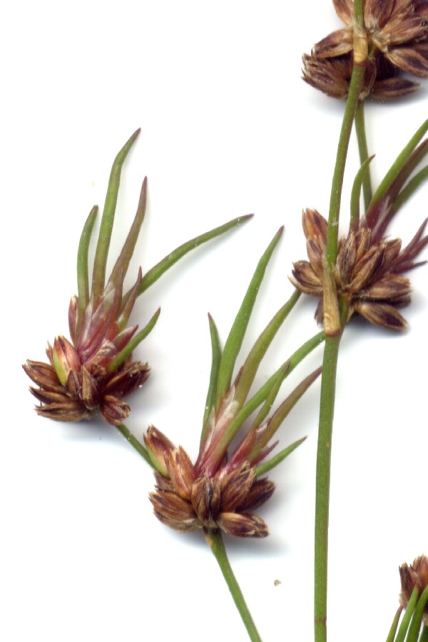 Juncus_bulbosus BN-Rehbachtal 20150920 3 Juncus_bulbosus BN-Rehbachtal 20150920 3