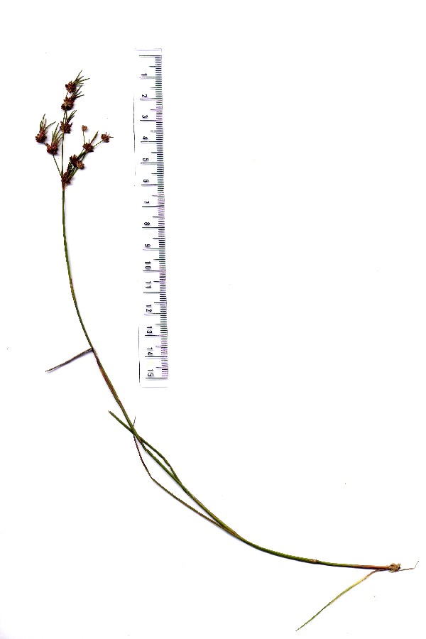 Juncus_bulbosus Hohenberg BN-Moor 20150920 1 Juncus_bulbosus Hohenberg BN-Moor 20150920 1