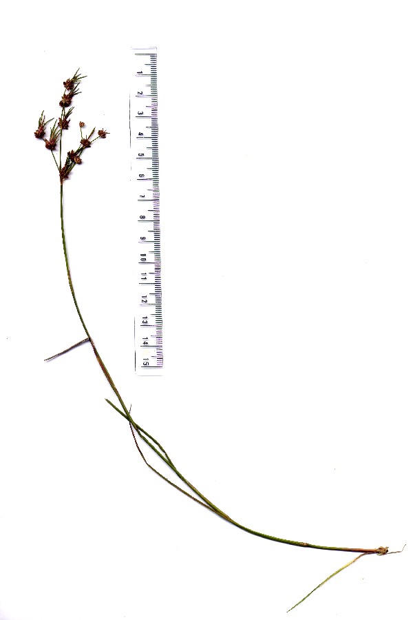 Juncus_bulbosus Hohenberg BN-Moor 20150920 1