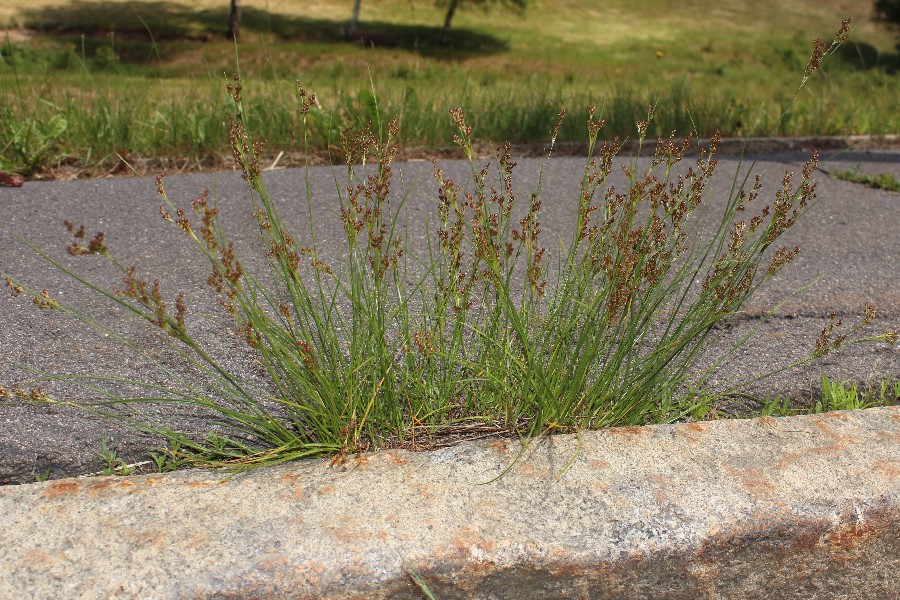 Juncus_compressus Fleckl 20170625 Juncus_compressus Fleckl 20170625