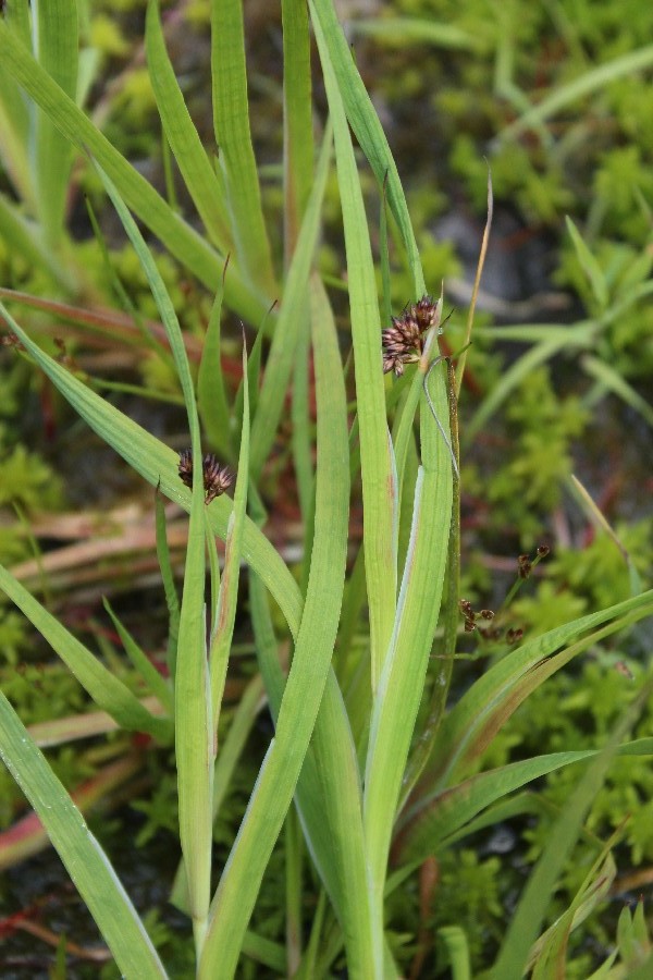 Juncus_ensifolius Steinbruch_Thron 20170610 5