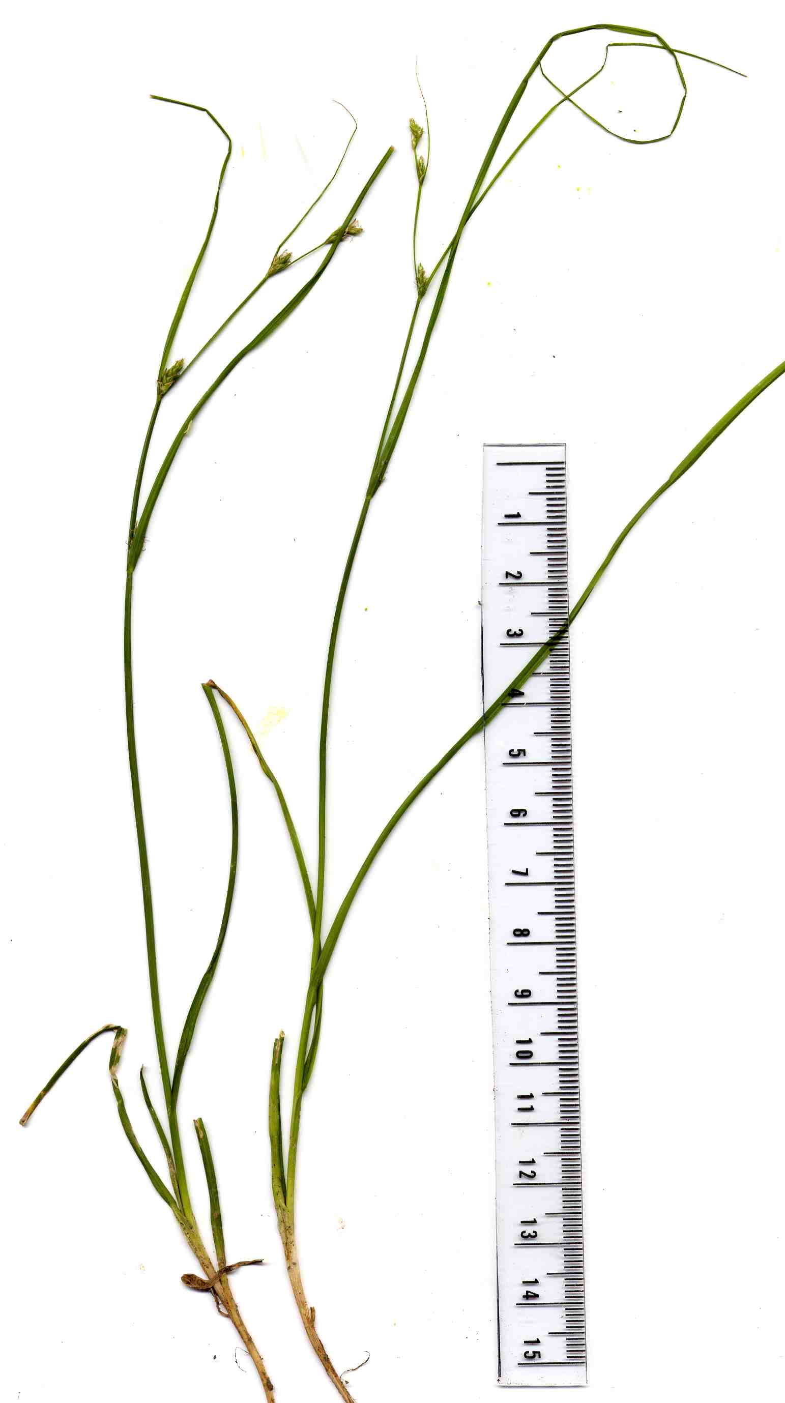 Juncus_tenuis Köstenberg 20070607 Juncus_tenuis Köstenberg 20070607