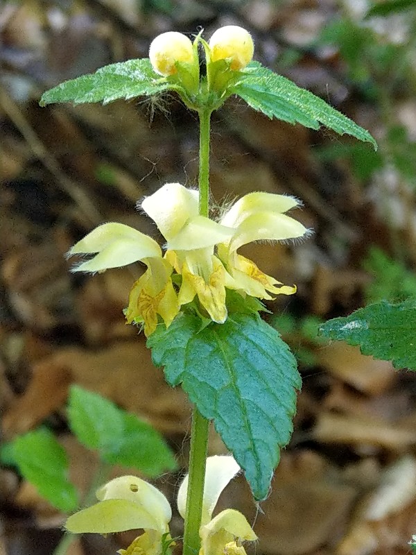 Lamium_galeobdolon Bühlgrund 20190519 4 Lamium_galeobdolon Bühlgrund 20190519 4