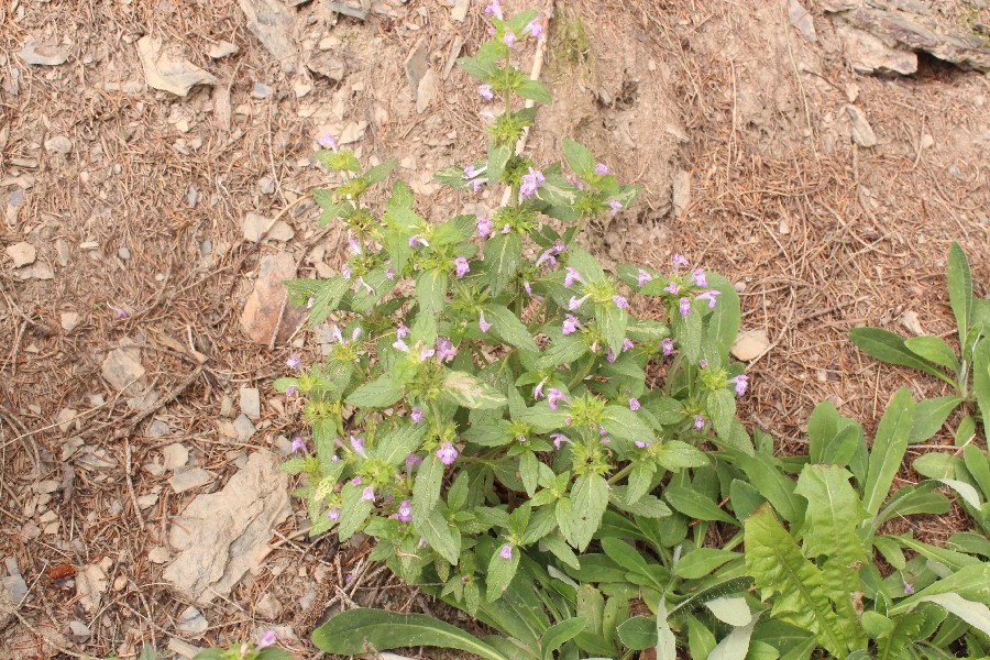 Galeopsis_ladanum Wellesberg 20170806 2