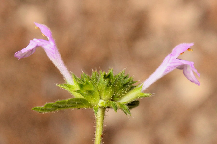 Galeopsis_ladanum Wellesberg 20170806 7