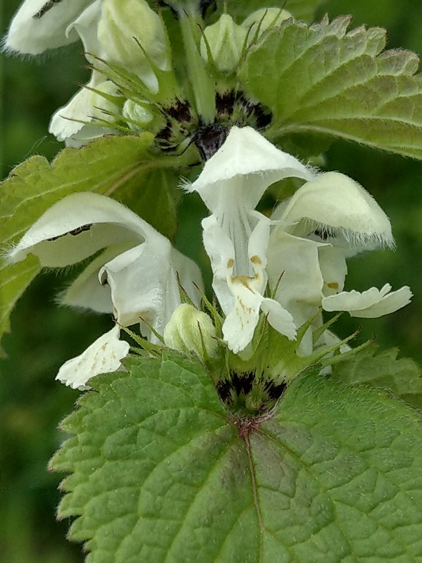 Lamium_album Bühlgrund 20190527 3 Lamium_album Bühlgrund 20190527 3