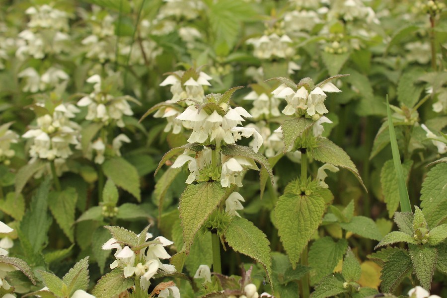 Lamium_album Seulbitzz 20160519 1 Lamium_album Seulbitzz 20160519 1