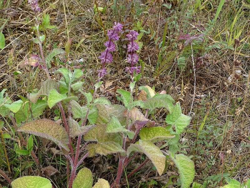 Salvia_verticillata Zeyern 20190714 2 Salvia_verticillata Zeyern 20190714 2