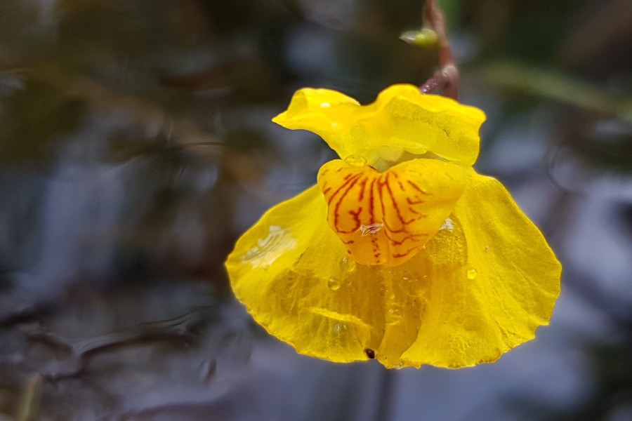 Utricularia_australis c_Gerhard_Brtting