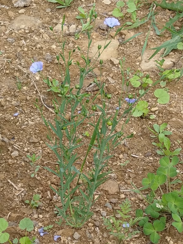 Linum_usitatissimum Bühlgrund 20190805 1 Linum_usitatissimum Bühlgrund 20190805 1