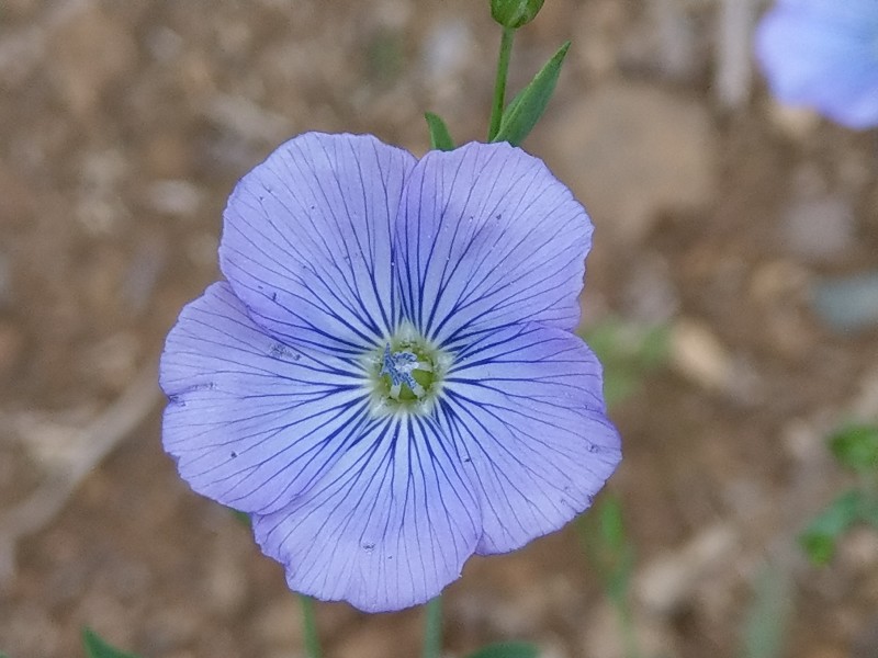 Linum_usitatissimum Bühlgrund 20190805 3 Linum_usitatissimum Bühlgrund 20190805 3