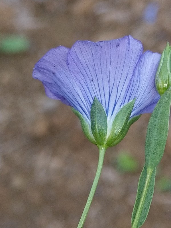 Linum_usitatissimum Bühlgrund 20190805 5 Linum_usitatissimum Bühlgrund 20190805 5