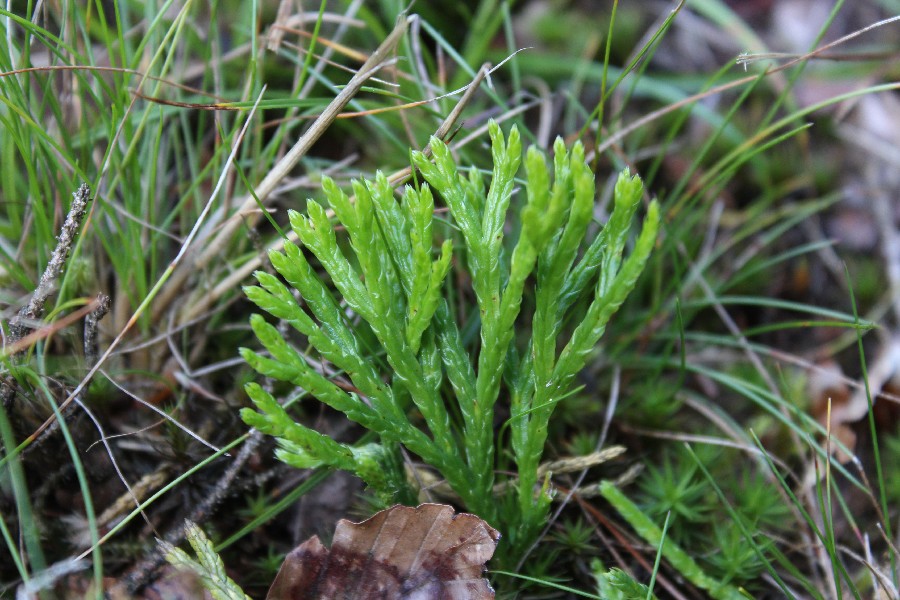 Diphasiastrum_zeilleri Kriegsreuth 20160820 09