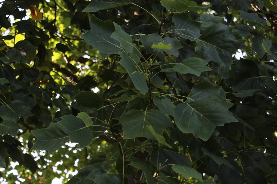 Liriodendron_tulipifera 20140904 Regensburg Botgart 1