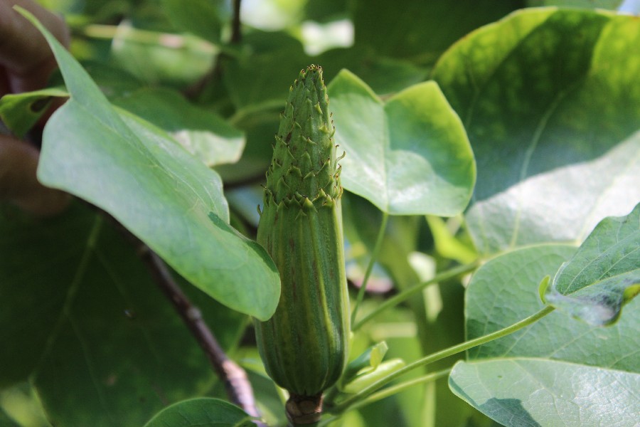 Liriodendron_tulipifera 20140904 Regensburg Botgart 5