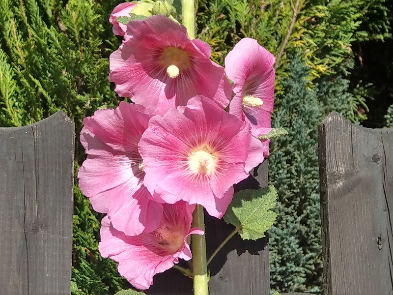 Alcea_rosea 20190705 7 Alcea_rosea 20190705 7