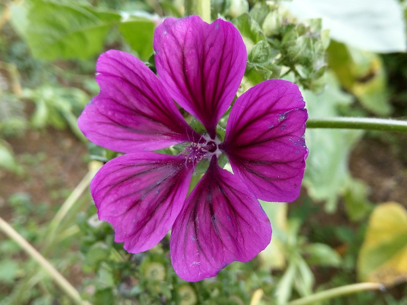 Malva_sylvestris_ssp_mauritiana Bühlgrund 20190924 6 Malva_sylvestris_ssp_mauritiana Bühlgrund 20190924 6