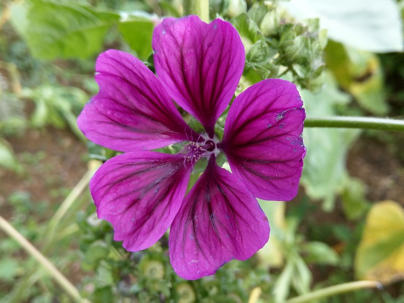 Malva_sylvestris_ssp_mauritiana Bhlgrund 20190924 6