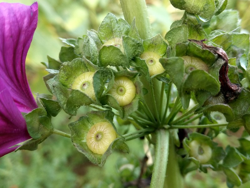 Malva_sylvestris_ssp_mauritiana Bhlgrund 20190924 7