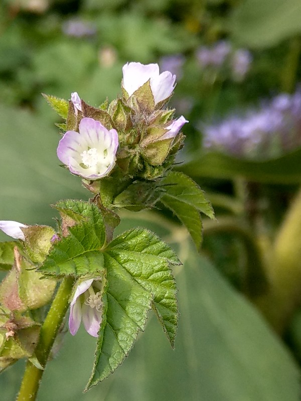 Malva_verticillata Bhlgrund 20190924 1