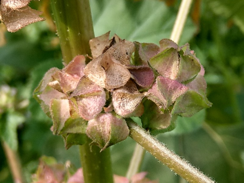 Malva_verticillata Bhlgrund 20190924 5