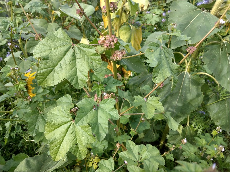 Malva_verticillata Bhlgrund 20190924 6