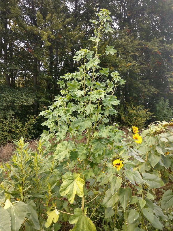 Malva_verticillata Bhlgrund 20190924 8